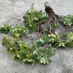  Aeonium succulent cuttings