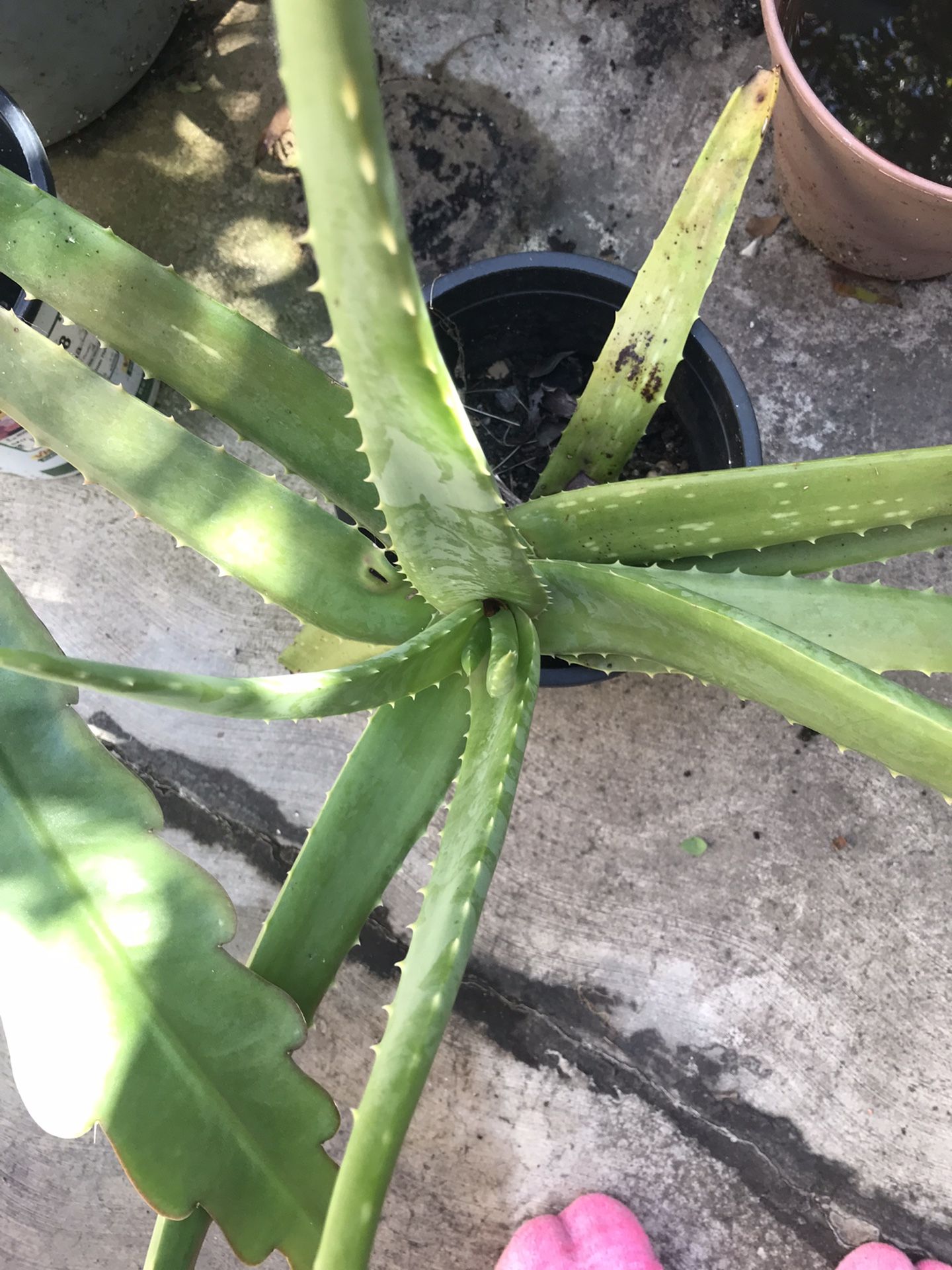 Aloe Vera Plant 