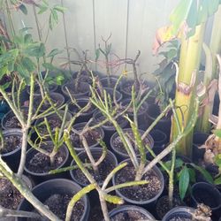 Plummerias Red And White 5 Gallon Buckets Ready To Go