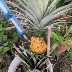 Pineapple Plants 