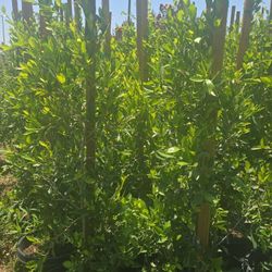 Indian Laurel