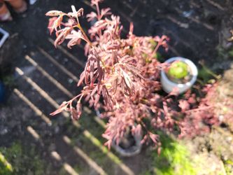 Japanese maple tree 4ft,