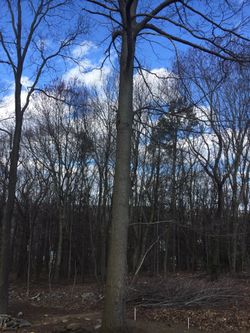 Ok good for lumber FRRE