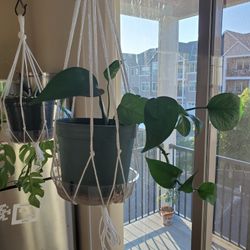Pothos in 6" Pot with Macrame
