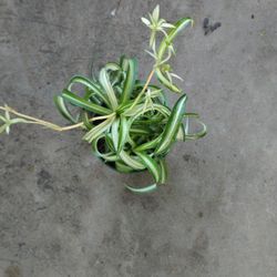 Spider Plant 4" 