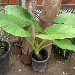 Planta 
