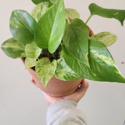 Plant With Terracotta Pot 