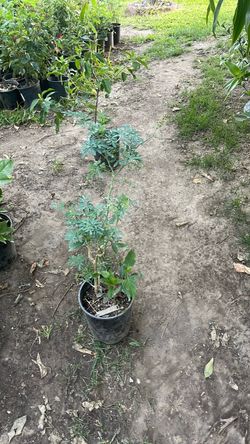 Planta de ruda medicinal