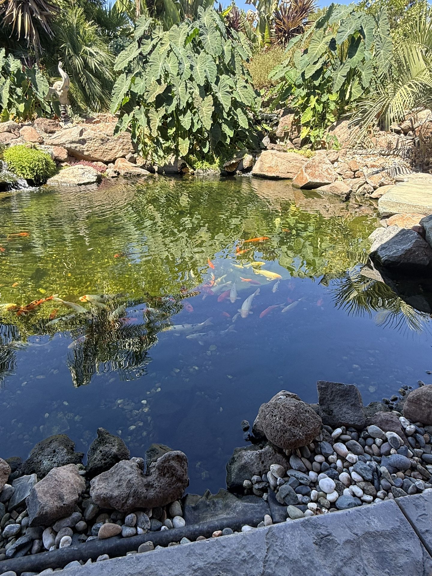 Koi Fish