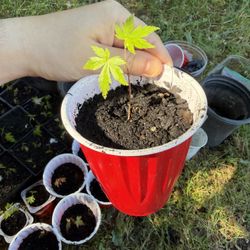 Japanese Maple Tree Saplings