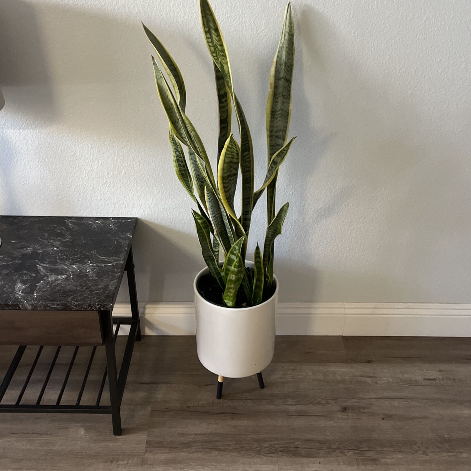 Snake Plant (UTC Area)