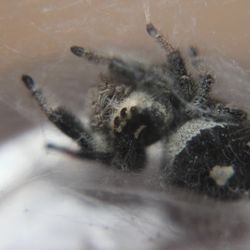 Regal Jumping Spider