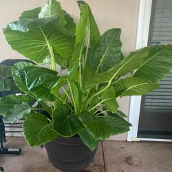 Large Elephant Ear Plant