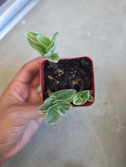 Plant