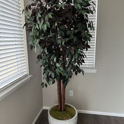 6ft Tall Artificial Ficus Tree
