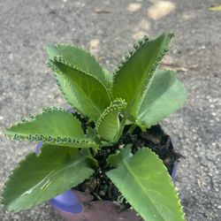 planta de Kalanchoe o mala madre