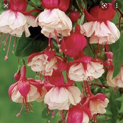 4” Swingtime Fucshia Plant