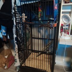 Bird Cage 