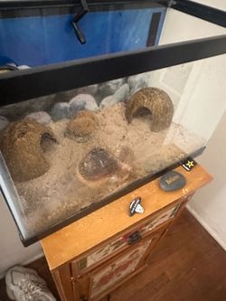 Hermit crabs tank fish tank