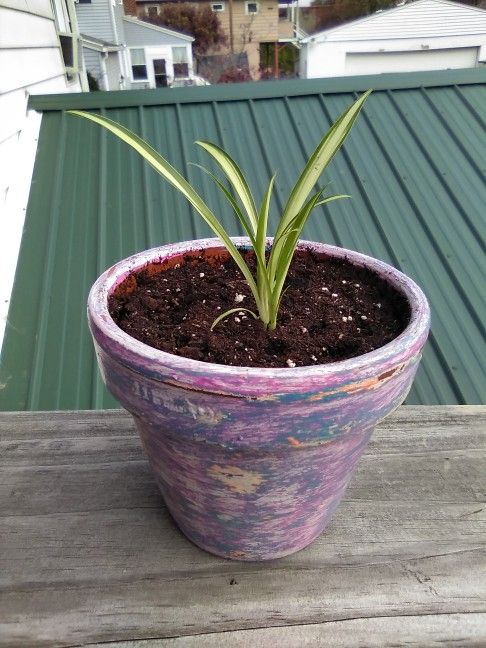 Spider Plant (Chlorophytum Comosum)