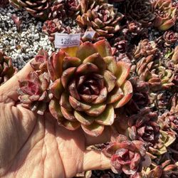Echeveria Chivas Royal Salute Imported Succulent