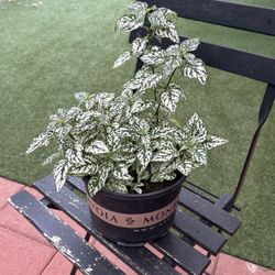 plant 