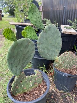 Prickly Pear Cactus (Large)