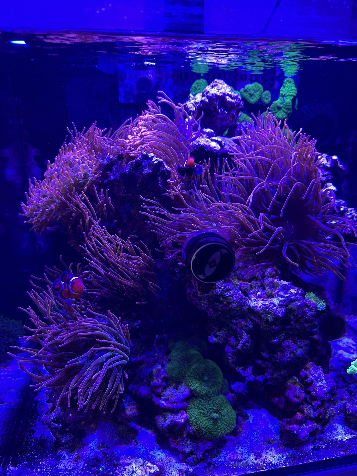 Fish Tank