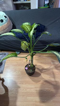 House Plant