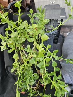 Hanging Plant One Gallon 