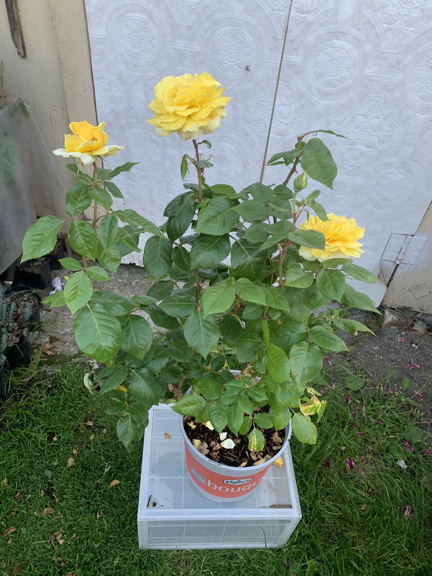 Lemontini hubris Tea rose