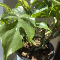 Mini-Monstera plant