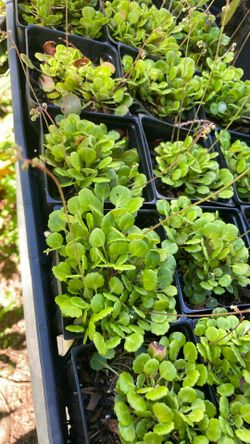 Saxifragia 