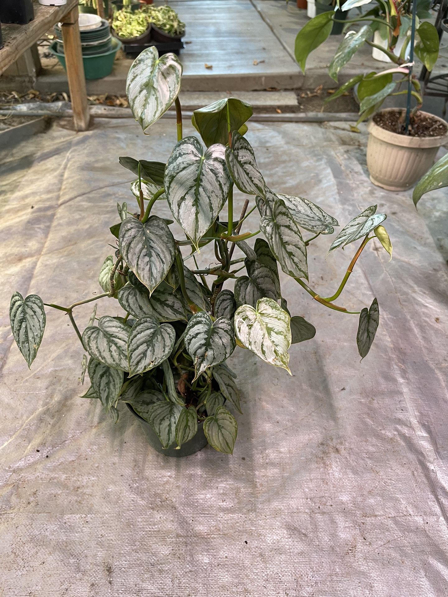 6 philodendron brandi