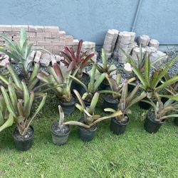 Bromeliad Plants 