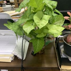 Spotlight Potho Plant