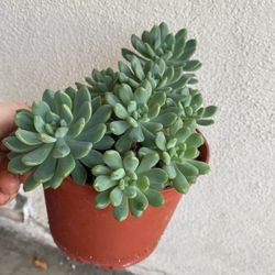 Succulent Plant, In 6 Inch Pot Pick Up Only