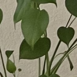 Live Plant ðŠī $10