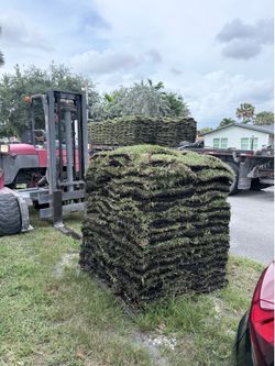 Palmetto sod