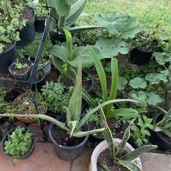 Plants available for sale for purchased