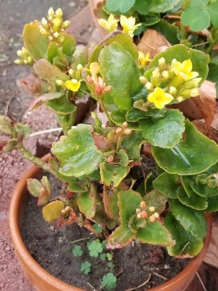 Kalanchoe Plant 4" to 12" Pots and Larger