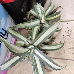 Agave americana 'Mediopicta Alba'_two Plants With Runners/Babies
