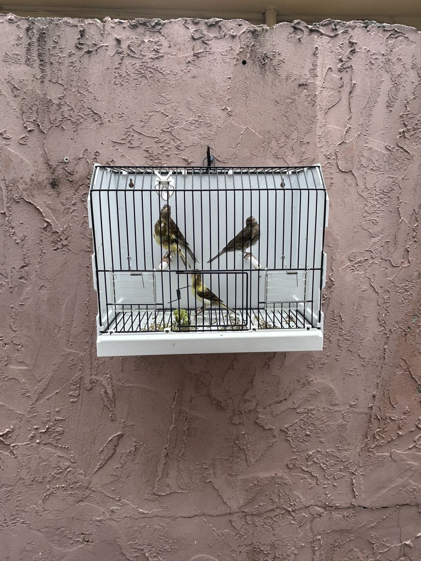 Jualas De Canario