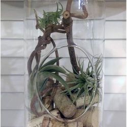 WGV Hanging Glass Plant Terrarium, WGV Glass Rectangle Block Vase
