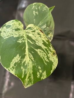 Monstera Bulbasaur live plant