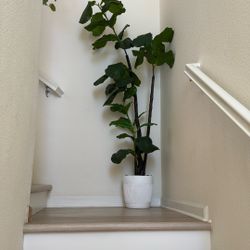 Fake Plant