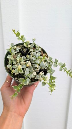 Dischidia Ruscifolia Million Hearts Variegated Plant 4" Pot - Indoor House Plants