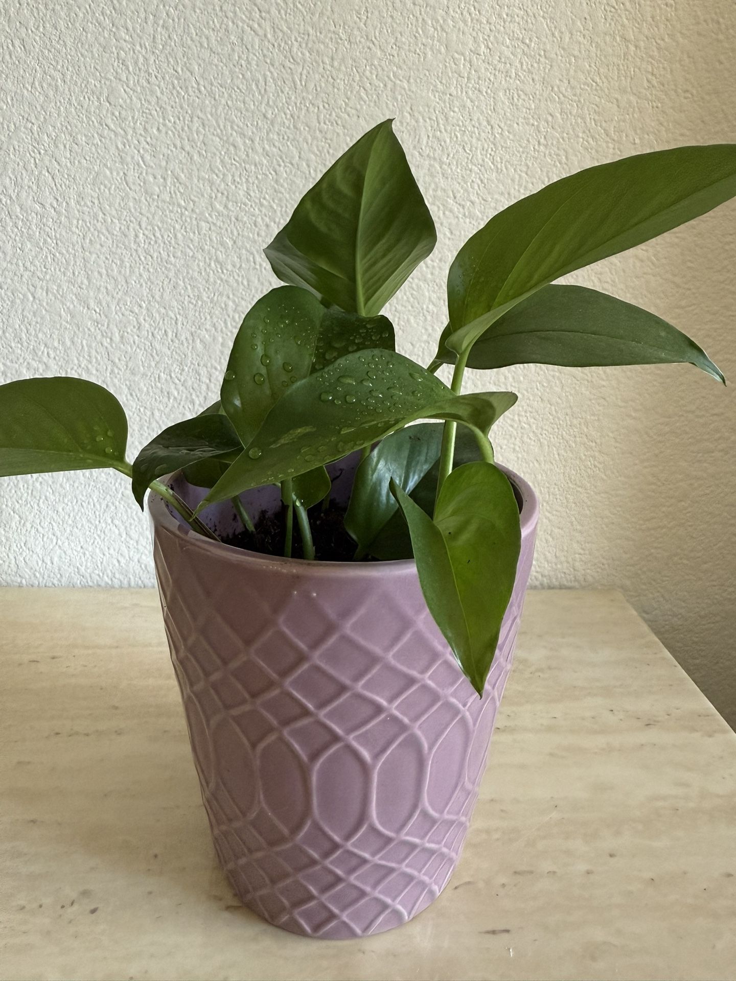 Pothos Plant