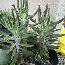 Mother Of Thousands Succulent Plant
