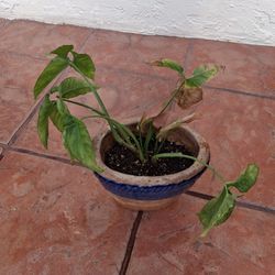 DECORATIVE PLANT 🪴 